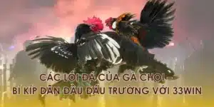 Các Lối Đá Của Gà Chọi – Bí Kíp Dẫn Đầu Đấu Trường 33WIN