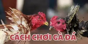 Cách Chơi Đá Gà 33win – Hướng Dẫn Đặt Cược Chi Tiết 2025
