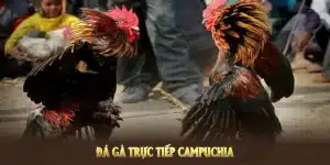 Đá Gà Trực Tiếp Campuchia – Xem Cá Cược Đá Gà 33win Uy Tín