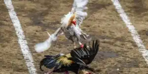 Trải Nghiệm Thú Vị Khi Xem Đá Gà Trực Tiếp Tại Nhà Cái 33Win